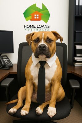 Angus Office Manager | Home Loans Australia A handsome brown and white dog named Angus sits proudly in an office chair wearing a crisp white collar and black tie, ready for business as the ambassador for Home Loans Australia.